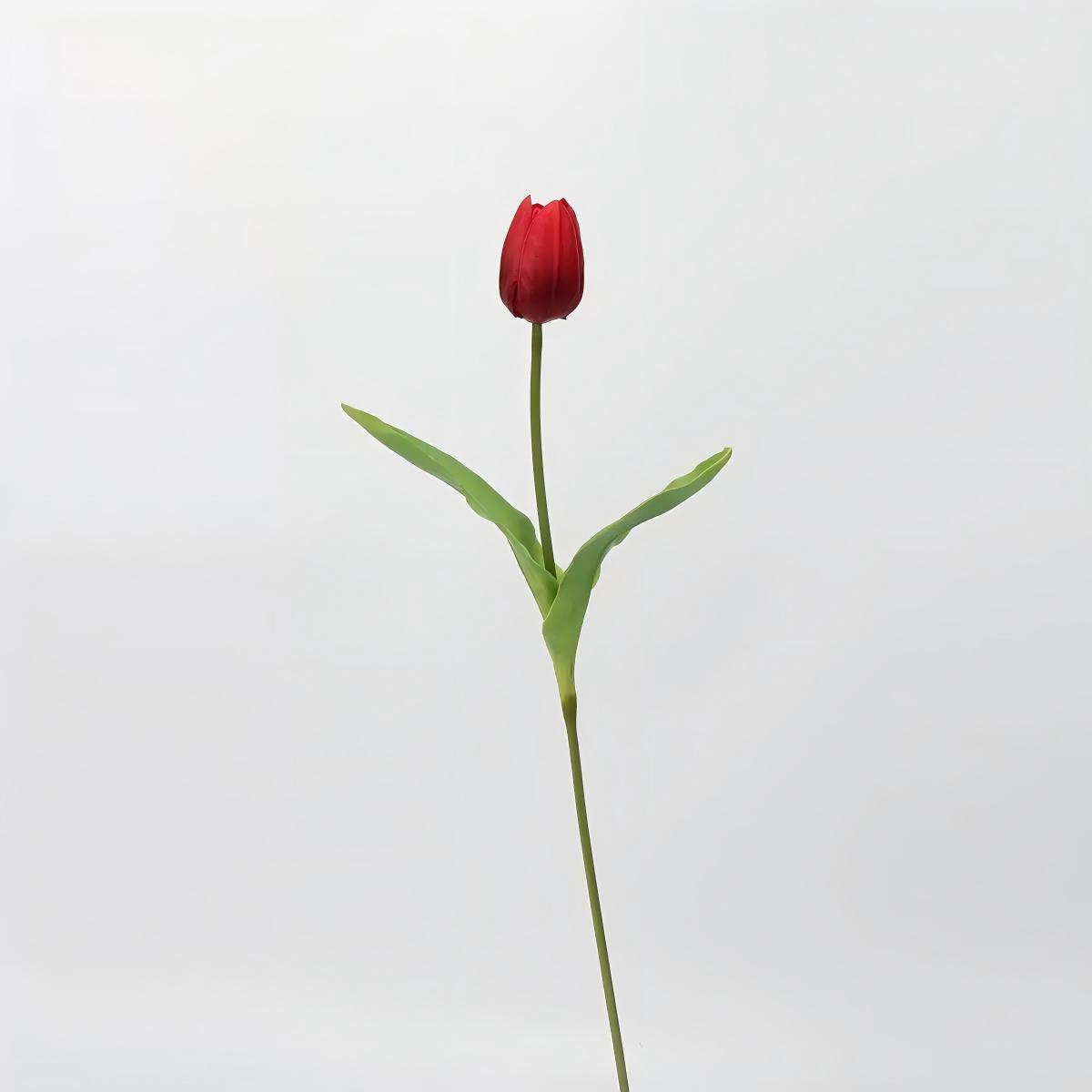Bouton de tulipe rouge