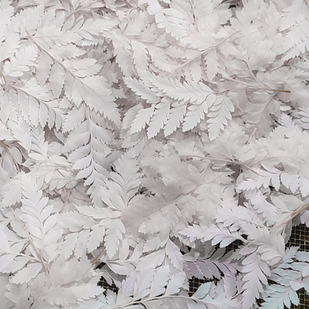 Morceaux de fougère blanche