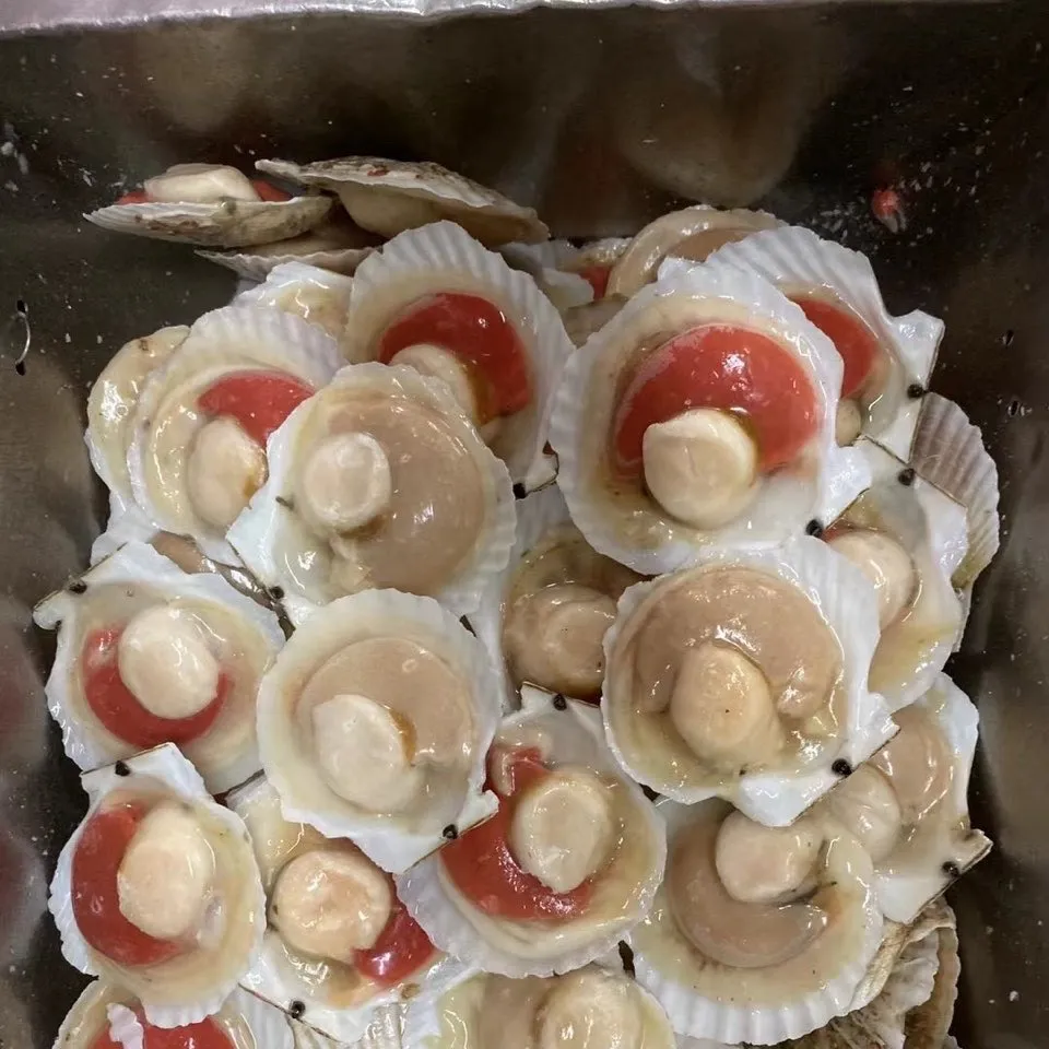 Festonné de mer demi-coquille congelée de haute qualité