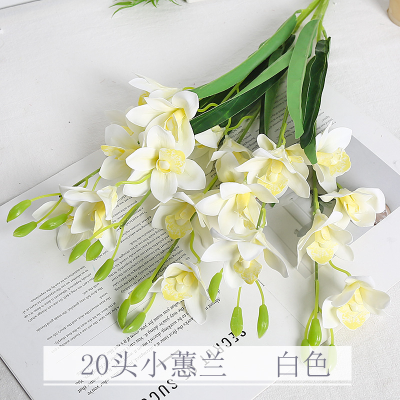 Cymbidium blanc, petit, 20 pièces