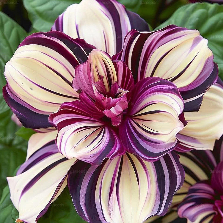 6# สีม่วง