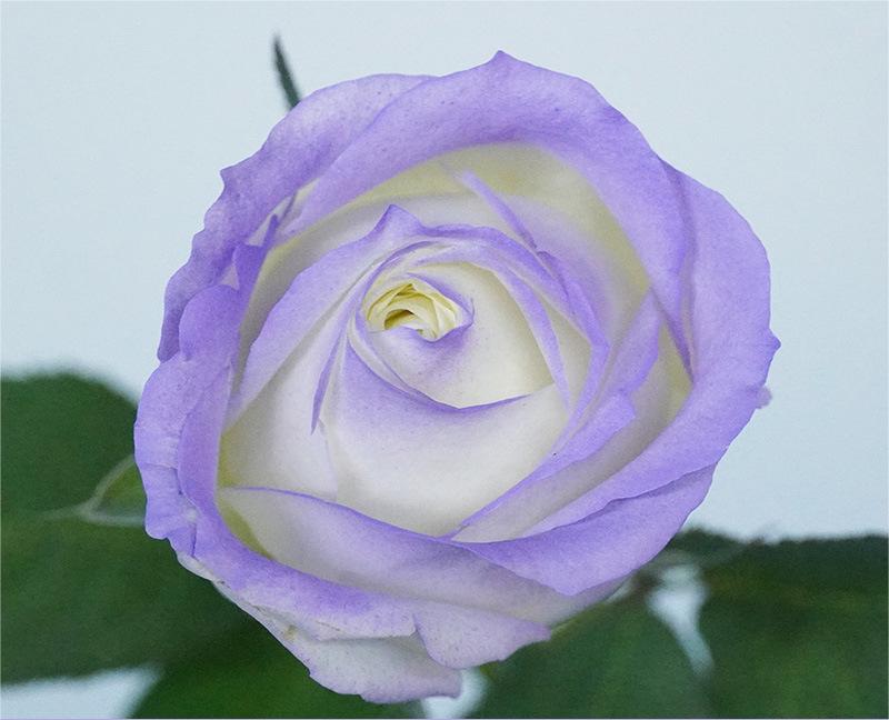 5-Lilac Purple 450ml