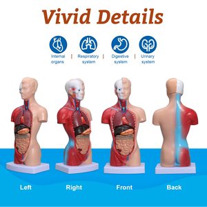 Factory Price Torso Model High Quality 28cm Male <strong>Human</strong> Anatomy Torso Model Anatomy Educational Torso Model - Product Image 2