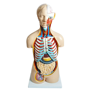Medical Research Fine Arts Education <strong>Human</strong> Trunk Anatomy Model Organ Teaching Model 85cm Removable - Product Image 6