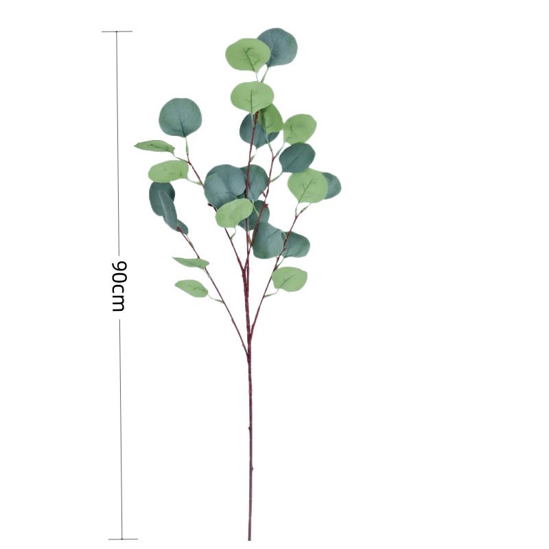 Grande feuille simple d'eucalyptus