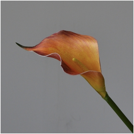Naranja