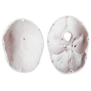 PVC <strong>Human</strong> Skull Anatomy Model - <strong>3</strong> Part Life Size Anatomically Correct , Skull Cap with External and Interior Structures - Product Image 5