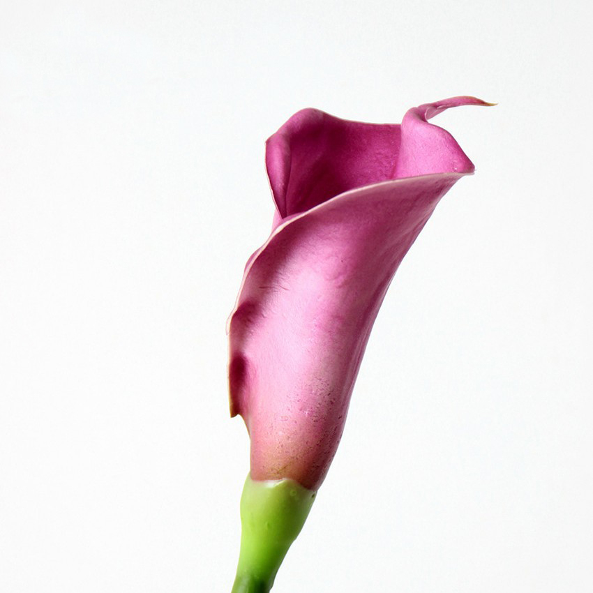 Rosso violaceo