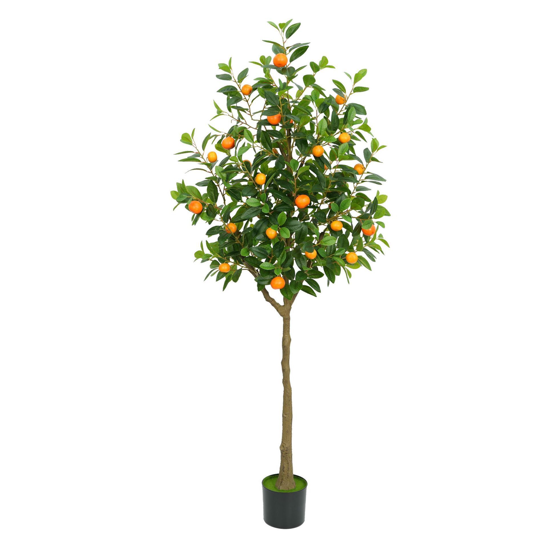 Orangeier 180cm