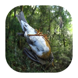 Retina per rete per alberi da frutto Uccelli da allevamento di riso Anti uccelli - Product Image 3
