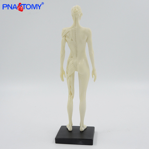 30センチメートルMuscular Figure Female Anatomy Model Human Muscle Model Medical Science Anatomical Model Anatomical Demonstration Picture - Product Image 3