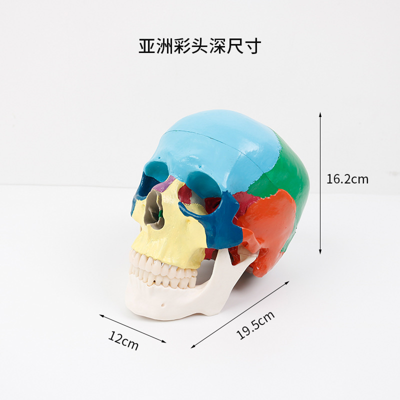 Calavera de colores (sin base) estilo asiático