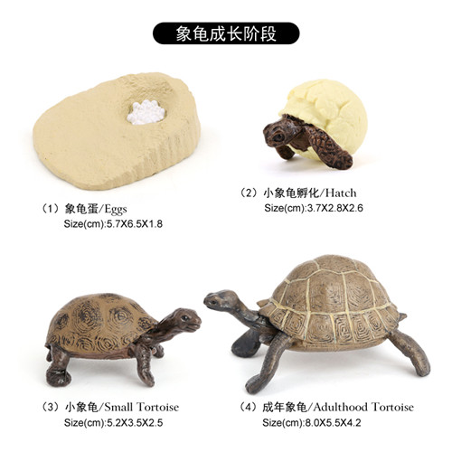 2426 Cycle de vie de la tortue géante des Galapagos