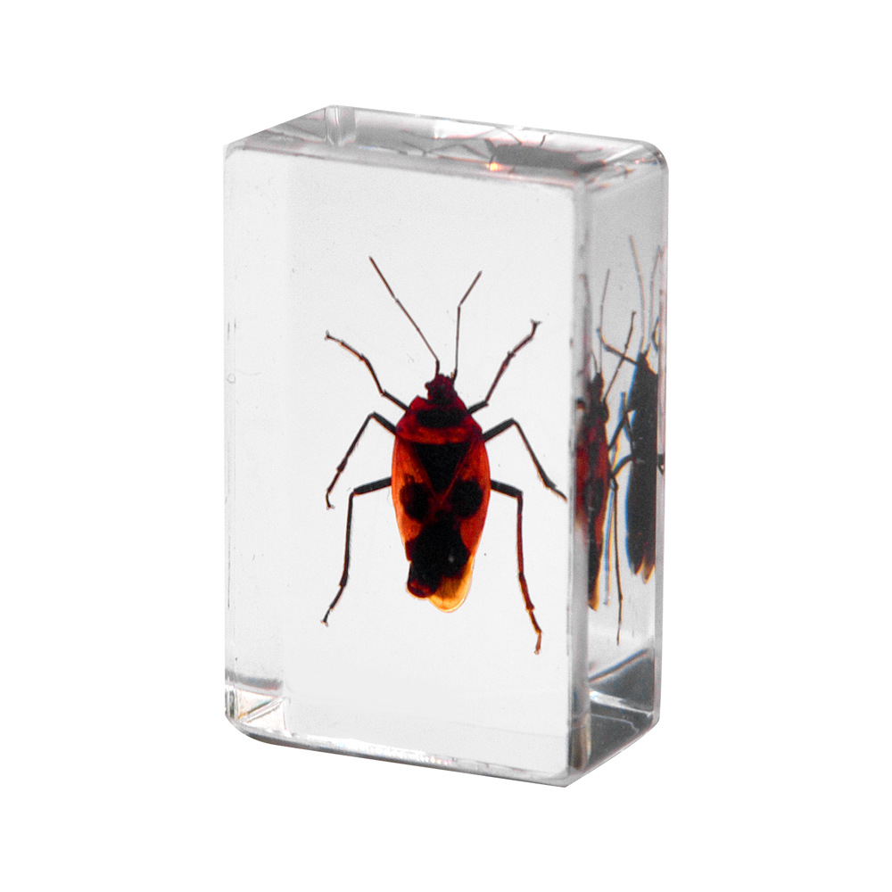 4.5 cm small size-original sharp red star stink bug