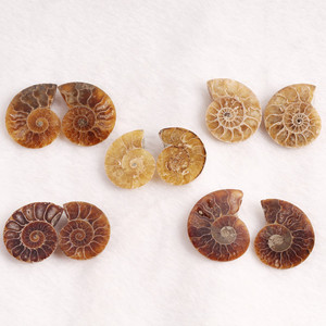 Peças de concha para decoração, venda por atacado natural de ammonite fossil mineral