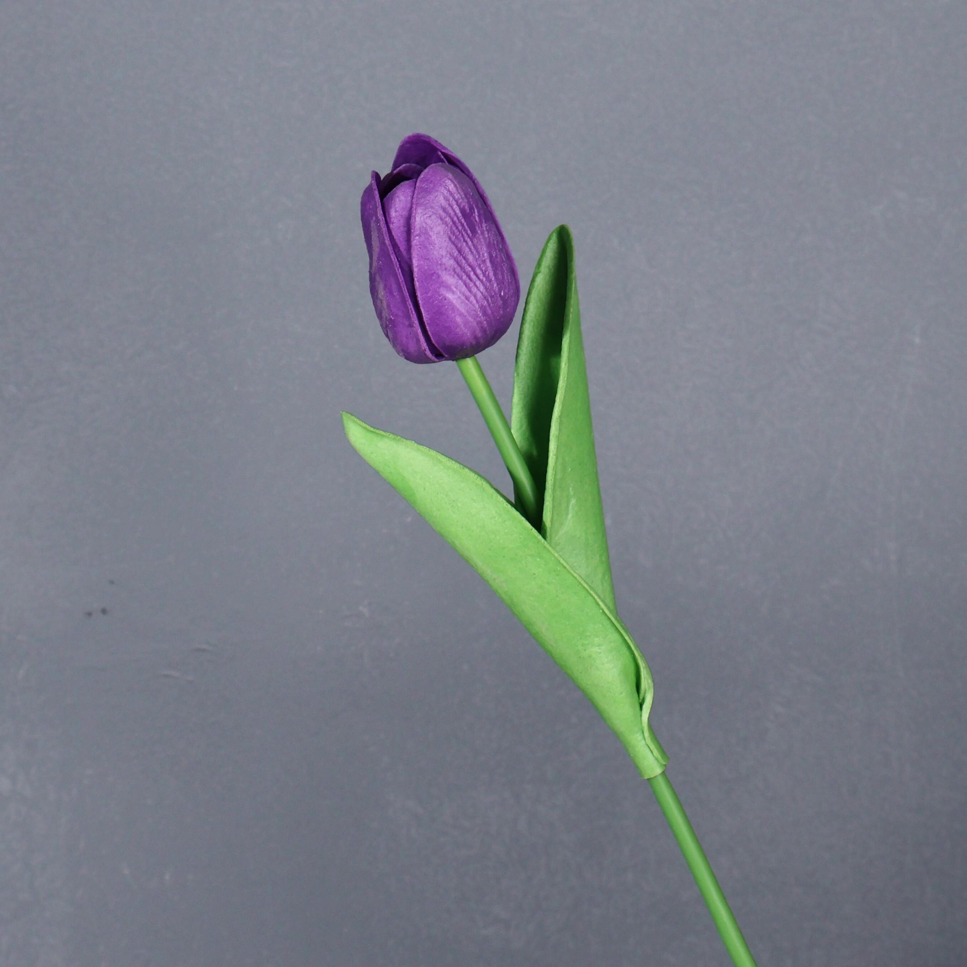 Viola