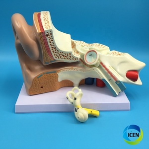 IN-M4 insan kulak modeli anatomi modeli kulak anatomik iç dış orta iç insan kulak modeli - Product Image 2
