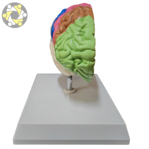 Scienza medica mezzo cervello umano area funzionale modello anatomico per l'insegnamento - Product Image 4