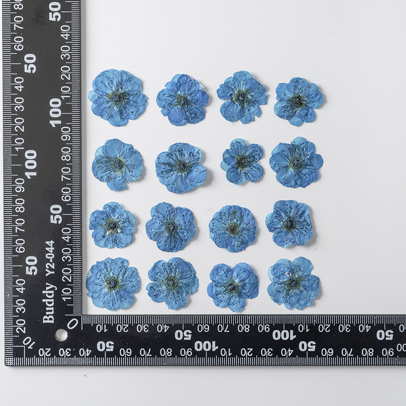 Teint bleu 12 pcs/sac