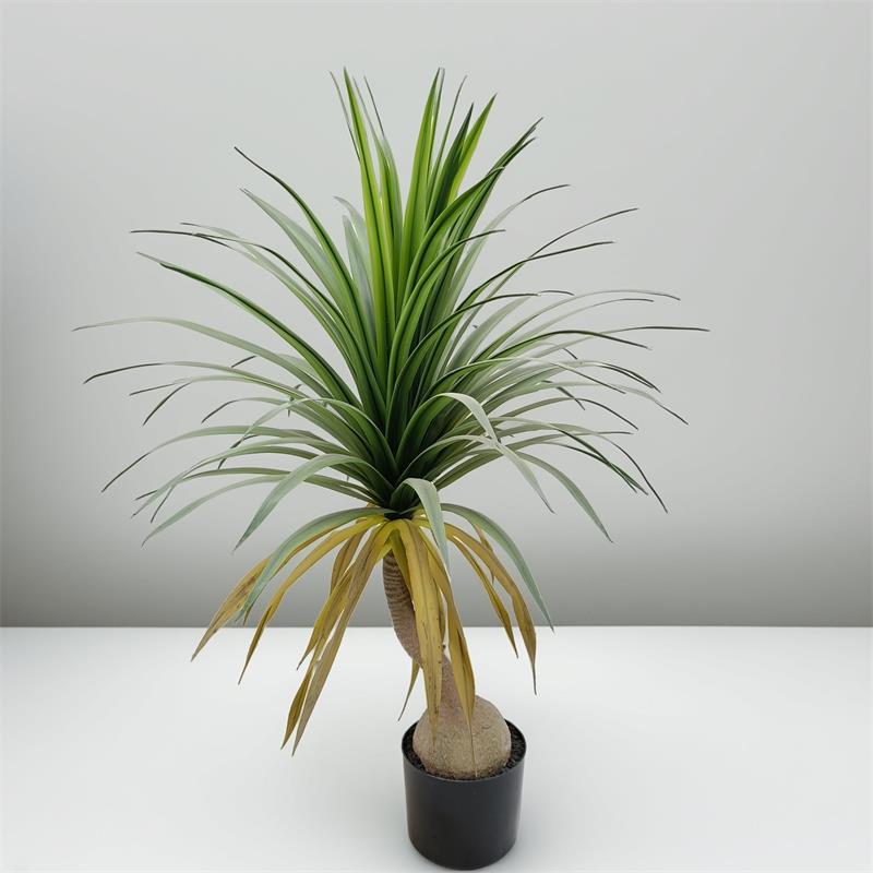 Orchidea a forma di bottiglia di vino verde, altezza 90 cm.