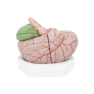 ADA PVC ingrandito modello cervello distribuzione arteria cerebrale funzione di localizzazione della corteccia cerebrale scienza medica scienza medica - Product Image 2