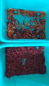 Indonesia Chilli <strong>Color</strong> Sorter Belt Type Chilli <strong>Sorting</strong> <strong>Machine</strong> with Full <strong>Color</strong> CCD <strong>Sensor</strong> Camera and Remote Function - Product Image 6
