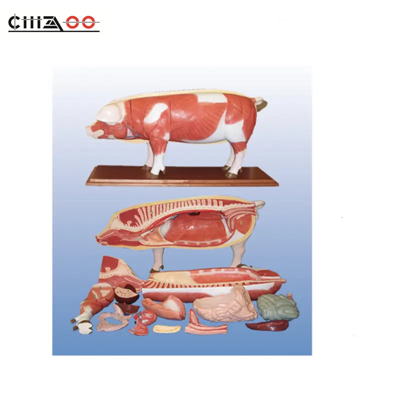 Animal advanced PVC pig Anatomical Acupuncture Model of pig for Teaching
