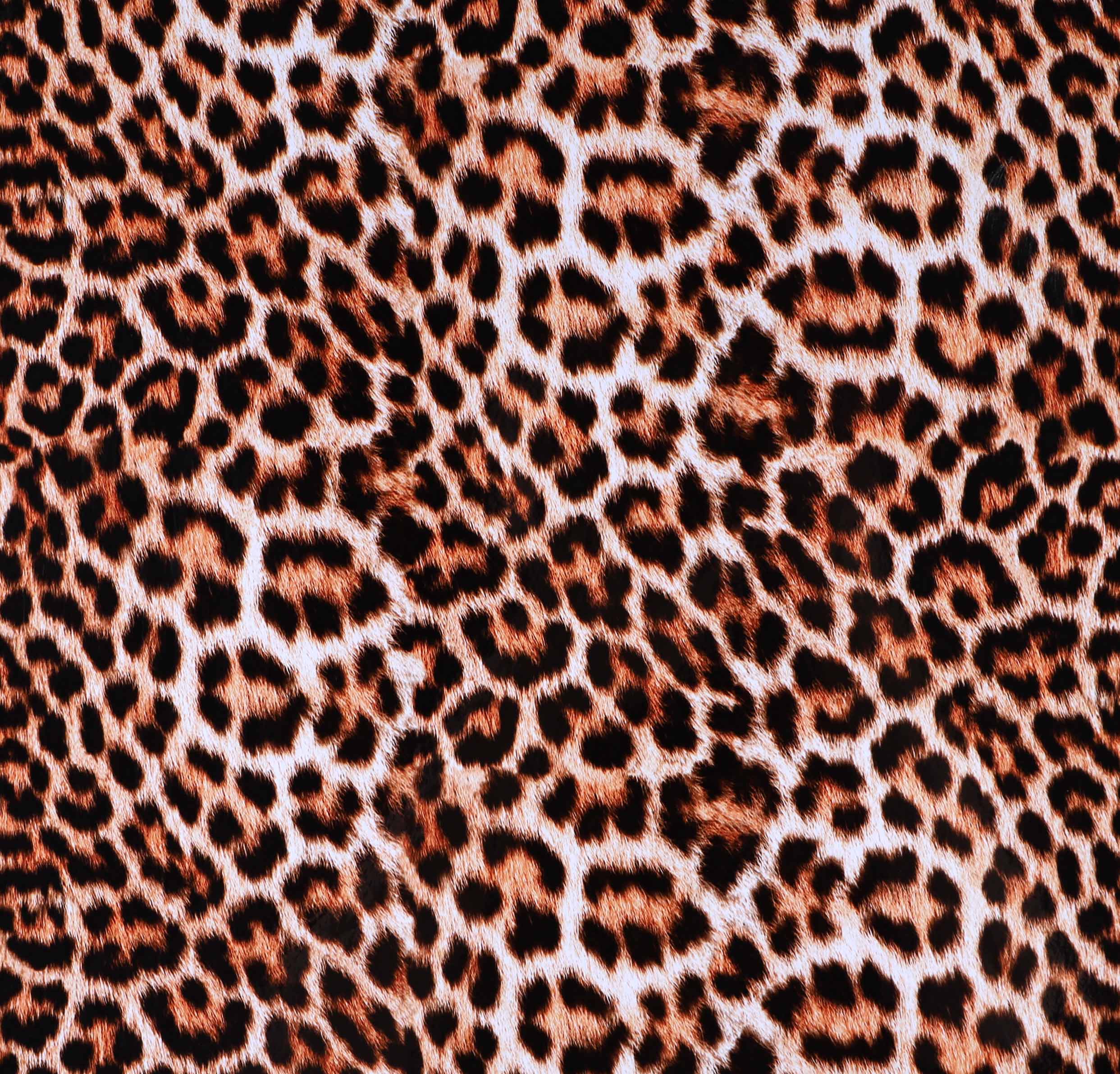 Leopard6