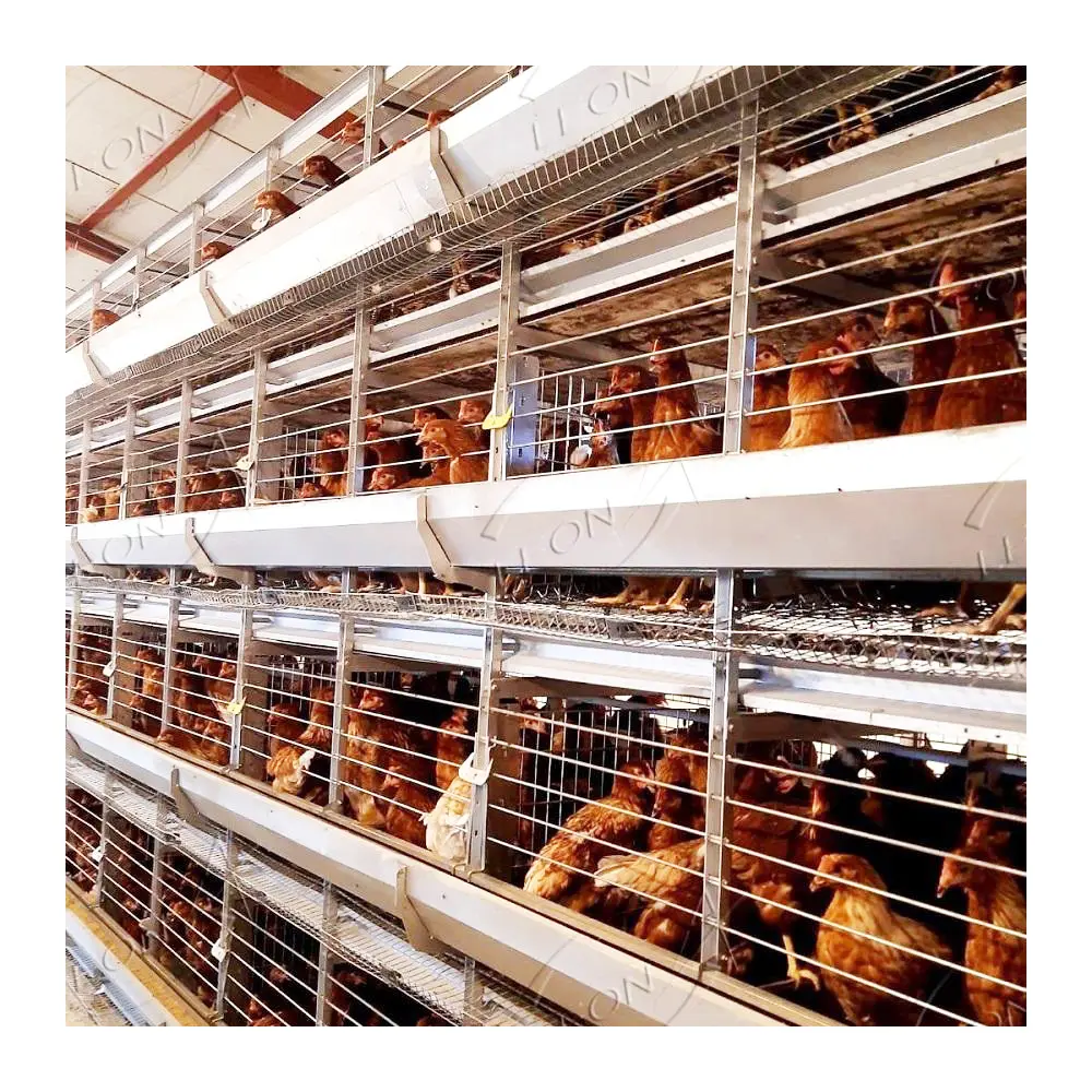Jaula de capa de granja avícola con batería galvanizada automática a precio barato para gallinas ponedoras huevo pollo
