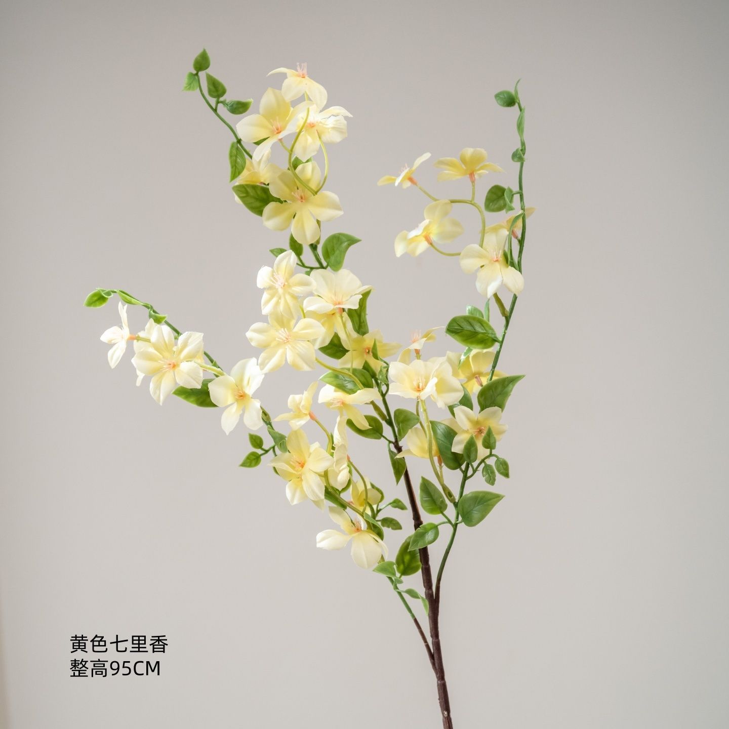Murraya paniculata jaune