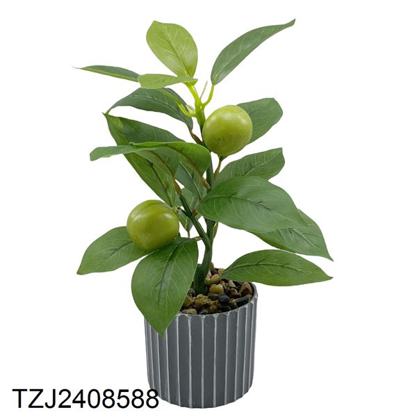 Vert-TZJ2408588
