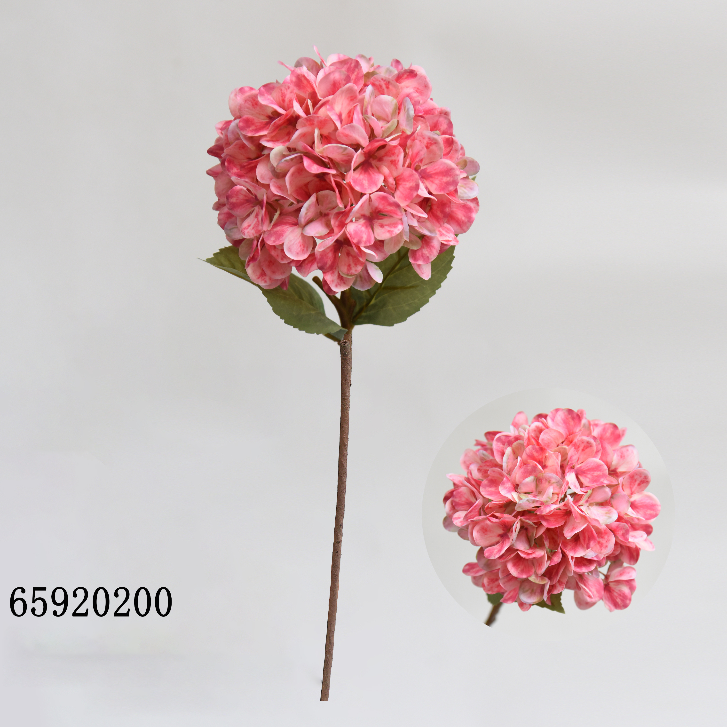 Rose200