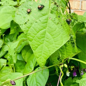 Insect Repellent <strong>Net</strong> Anti Aphid <strong>Net</strong> Greenhouse Agriculture Insect Proof <strong>Net</strong> - Product Image 3
