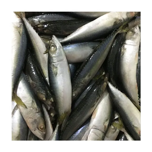 冷凍太平洋サバ魚サプライヤーサバ価格