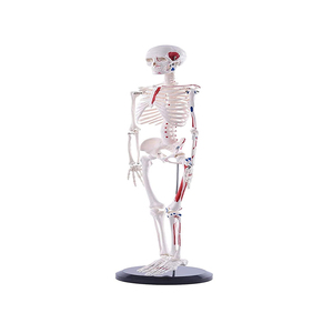 Modelo de PVC de simulación humana, esqueleto humano, modelo de anatomía de 180cm con músculo y ligamento de color - Product Image 5