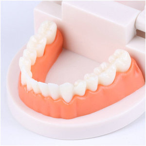 Standard <strong>Tooth</strong> Model Dental Mode for Brush Training and Practice Human <strong>Tooth</strong> Model - Product Image 3