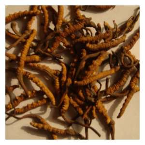 Гарантированное качество, уникальный Экстракт икры Paecilomyces Hepiali, кордицепс, сушеный - Product Image 1