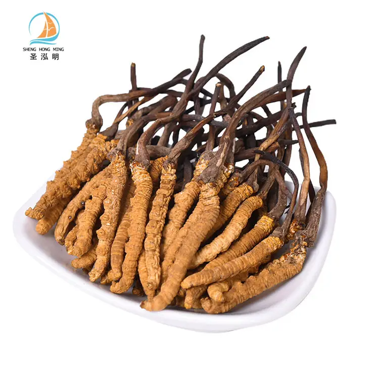 Cordyceps de sinensis, frais, frais, frais, frais, frais, biologique, champignon militaire