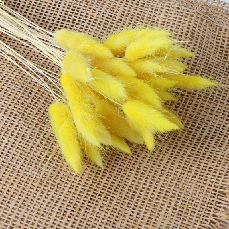 Giallo