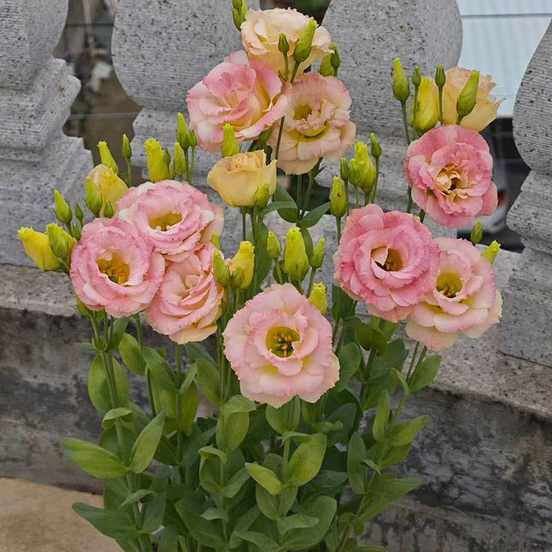 4# ลิแอนทัส แกรนดิฟลอรัม สีชมพู