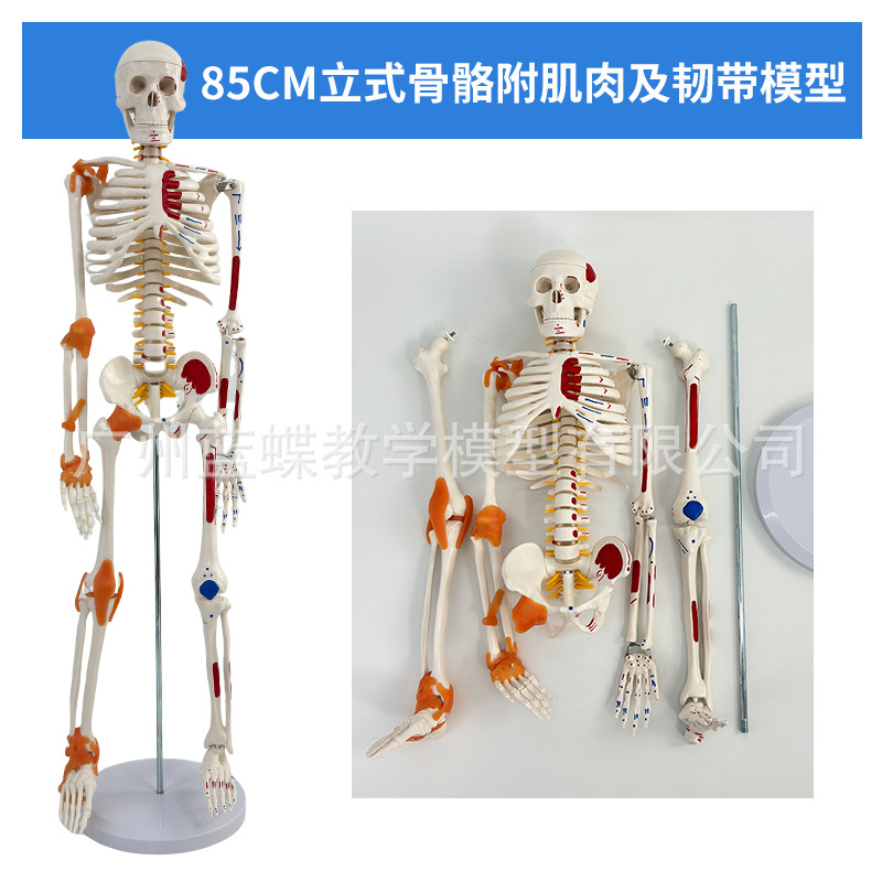 Disque intervertébral vertical coloré de 85 cm avec muscles et ligaments.