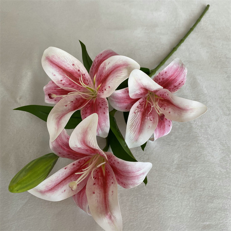 Rose garance