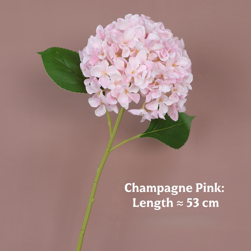 Rose champagne