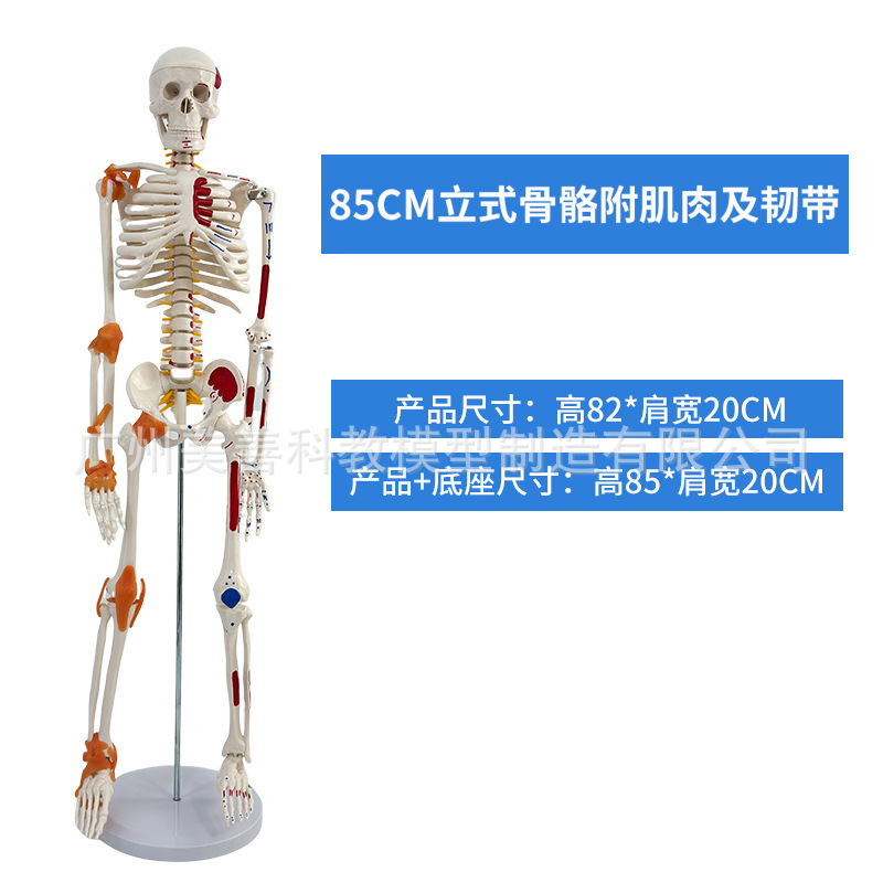 85cm vertical skeleton with ligaments and pigmentation