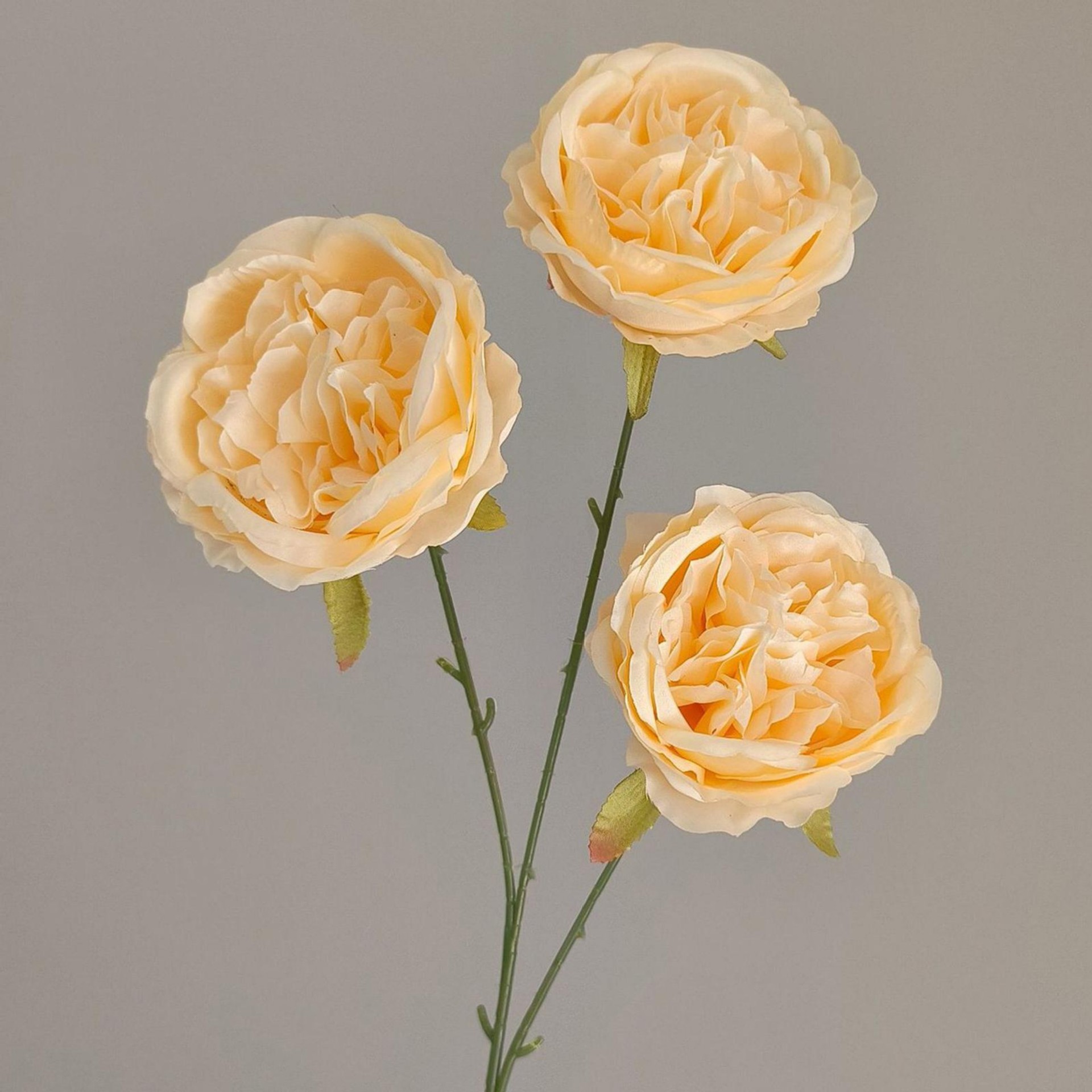 Austin Rose-Champagne-66cm