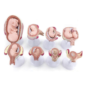 KyrenMed 8PCS Set <strong>Fetus</strong> Development Model Embryonic Fetal Development Model <strong>Human</strong> Pregnancy Embryo Formation Process Model - Product Image 1