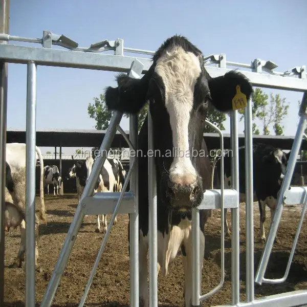 Serrure de tête de vache Serrure de tête de bétail pour panneau de ferme laitière