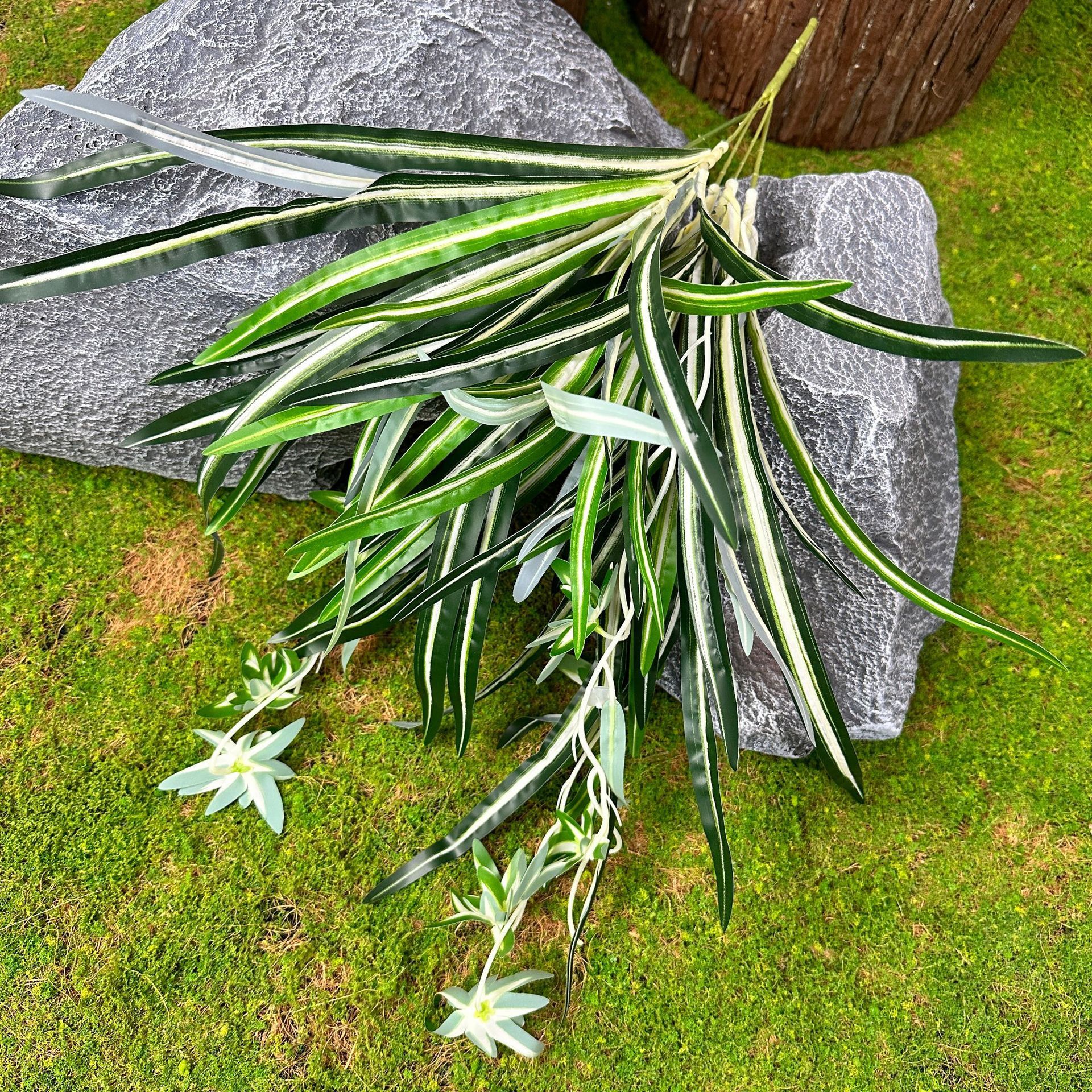 Plante araignée commune