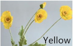 Yellow