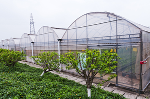 China Environment Controller Container angehoben feuer verzinkte Struktur Multi-Span Gewächs häuser für die Landwirtschaft